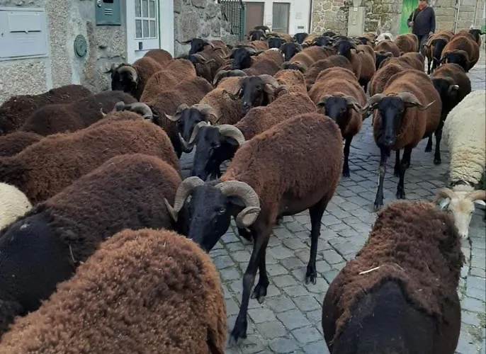 Anibals Boutique - Serra Da Estrela *